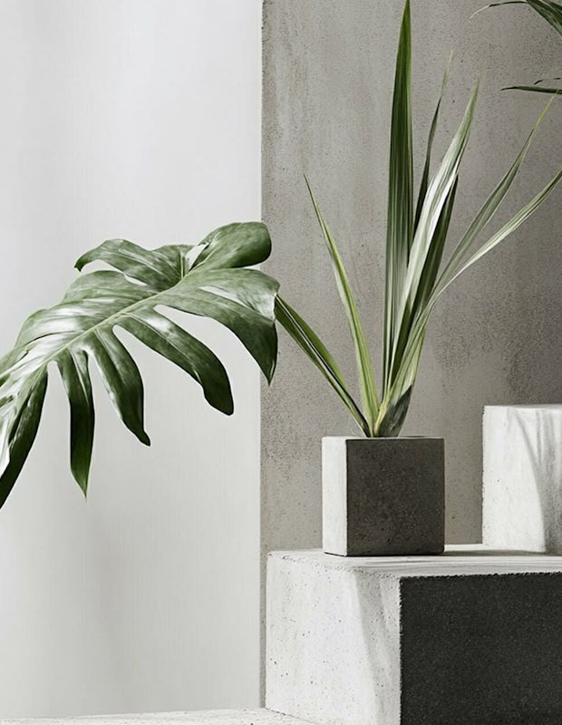 Plants on concrete steps in a city courtyard
